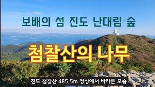 난대림 나무 1/2편 - 10월 진도 첨찰산의 나무 30종류 해설