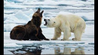 Grizzly vs. Polar Bear: Habitat Overlap and Conflict (Sci-Fi) #sciencefiction #science #documentary