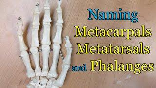 Naming Metacarpals, Metatarsals and Phalanges