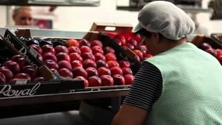 Processing and sorting line for Peaches - UNITEC