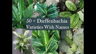 50 + Dieffenbachia Varieties With Names / Plants with names