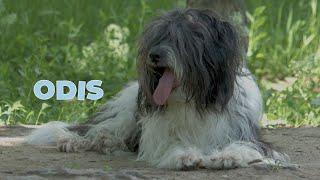 ODIS  - Unique Dog Breed from Odessa