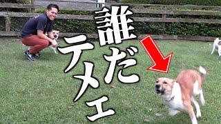 ZASHの企画に全然参加していないので、仲良しだった元保護犬の反応が悲惨でした