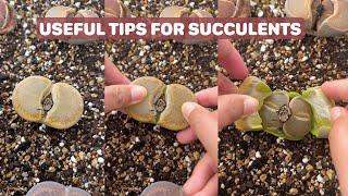 Useful Tips for Your Succulents - Part 16 | 多肉植物 | 다육이들 | Suculentas