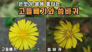 쓴맛이 몸에 좋다는 고들빼기와 씀바귀