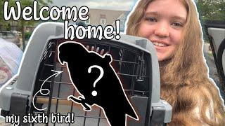 I GOT A NEW BIRD!!! | Tips on bringing a new bird home!