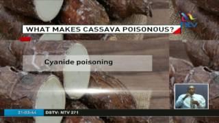 What makes cassava poisonous?