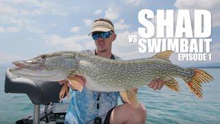 Shad Vs Swimbait : Episode 1