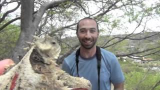 Giant horned lizard (Phrynosoma asio)