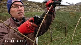 Der Rebschnitt - Engl. Pruning