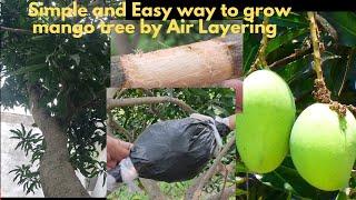 Simple and Easy way to grow mango tree by air layering at home #grafting #gardening #viral