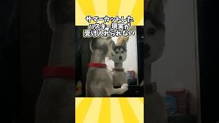 ハスキーさんの動画見て笑ったら寝ろwwwwww