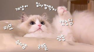 Super Ultra Attention Seeking Pretty Cat Ragdoll Cat Kim Ari Compilation