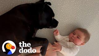 Staffy Doesn't Know How To Feel About His Baby Brother | The Dodo