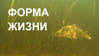 ФОРМА ЖИЗНИ LIFE FORM