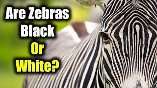 Are Zebras White with Black Stripes or Black with White Stripes?