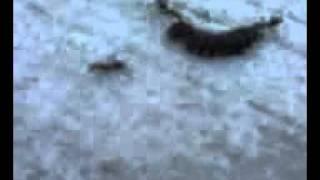 ants moving a caterpillar very cool