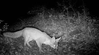 Wildlife in Southern California - Big Oak Canyon (Silverado Canyon)