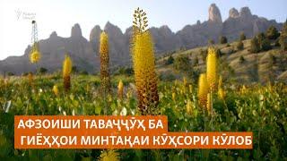 Афзоиши таваҷҷӯҳ ба гиёҳҳои минтақаи кӯҳсори Кӯлоб