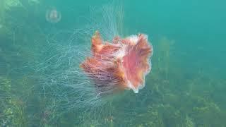 Giant Lion's Mane Jellyfish filmed up close in 1080p