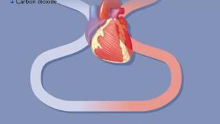 Movement of Oxygen and Carbon Dioxide in the Body