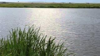 1. Беларусь, Гродненское море (водохранилище) / Belarus, Grodno Sea (reservoir), July 2014