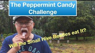 Peppermint Candy for Small Hive Beetles