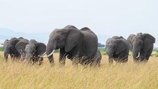 Journey of a Lifetime: Witnessing the Big 5 on Maasai Mara Safari