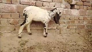 Goat Baby Videos | Goat Baby | Goat Videos @discoverwithnoman