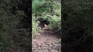 Today Tiger Sighting from Kabini #shorts #shortsviral #shortsviral #youtubeshorts #tigershroff