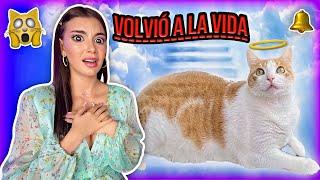  CAMPANITA VOLVIÓ A CASA  ¡¡2 AÑOS DESPUÉS!! Reencuentro con mi gatita - Lulu99