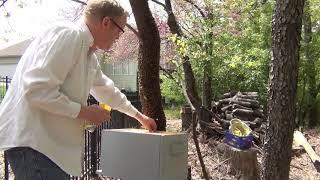 I get stung 4 times in the face!  Tree trunk swarm capture.