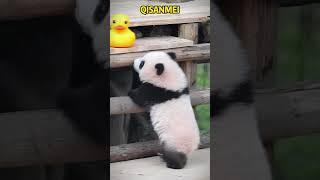 奇三妹好可爱，看见小黄鸭想拿又够不着 #pandacub #funny #pandachina #animals #giantpanda #cute #cutepanda #pets #パンダ君