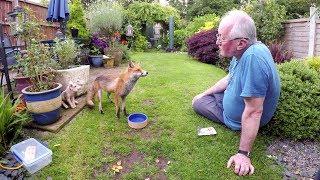 Friendly wild urban fox comes to be fed