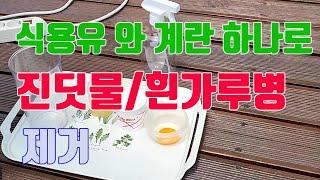 식용유와 계란을 이용한 진딧물/흰가루병 제거