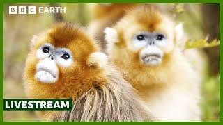  LIVE: Top 5 Monkey Moments | BBC Earth