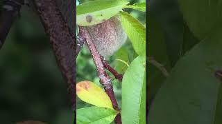Peach bud day 168
