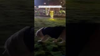 My parents wedding #timo #dog #goldenretriever #viral #trending #reels #shorts #short