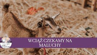 Połowa wykotów za mną. Czekam na kolejne