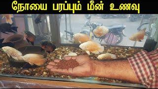 Dangerous Fish food fungus  |Fish Doctor India|