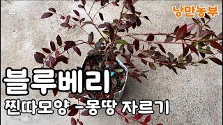 블루베리 겨울전정 시기입니다(12월~2월)