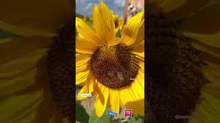 Spring in Miami | The berry Farm | Miami content creator