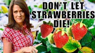 Winterize Your Strawberry Plants NOW or Risk Losing Them!