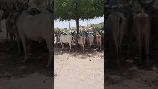 #Shorts #Thari Cow #cow