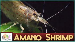 All About Amano Shrimp