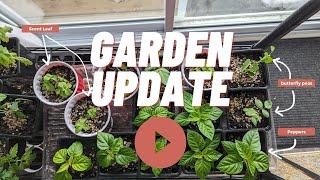 Growing Nigerian Vegetables - Seedlings Update - April 2023