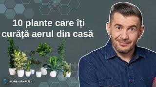 10 plante care îți curăță aerul din casă  | Starea Sănătății