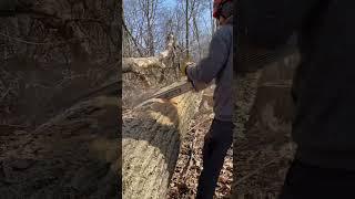 Buck a large suspended log #treework #chainsaw #sawmill