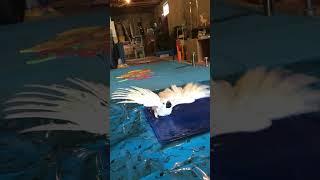 Cockatoo refuses to let his aquaphobia define him