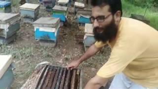 Honey Bee Farming in Pakistan|Bee Keeping Farm|How honey is made